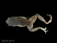 藏品(斯文豪氏赤蛙)的圖片